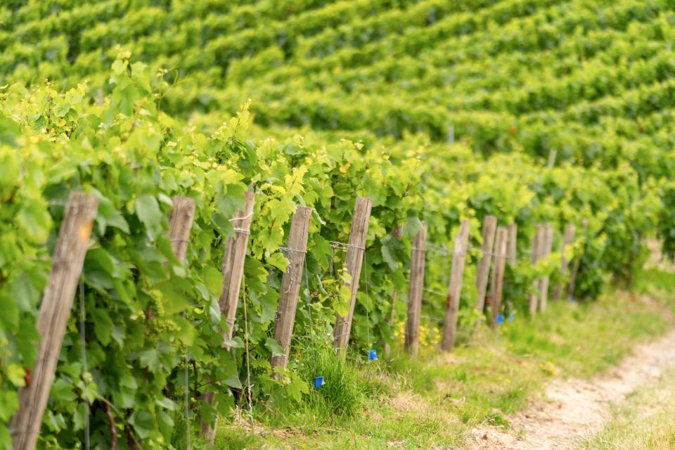 From Paris: Day Trip to Champagne with 8 Tastings & Lunch - Lunch paired with Champagne: where the day turns from wine lesson to French meal