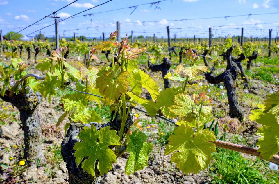 Paris: Loire Valley Chambord Castle, Wine Tasting & Lunch - Winery stop #2: family-run tasting with reds and whites